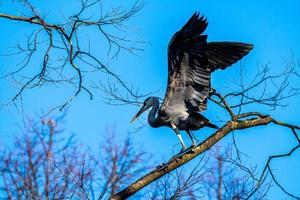 gray heron landing on a tree photo