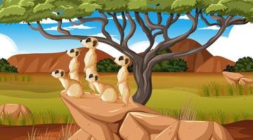 suricatas en el paisaje del bosque vector