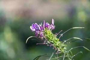 Natural landscape with beautiful purple flowers. photo