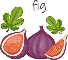 fig  colorful print tropical exotic fresh cute vitamin healthy plant fruit organic summer segment vegetarian vector