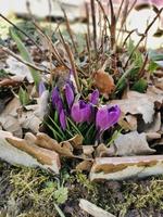 fondo de primavera con azafranes púrpuras florecientes a principios de primavera. hojas viejas de otoño.crocus iridaceae familia de iris, imagen de banner. foto