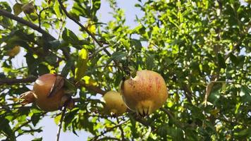 gezonde en biologische granaatappelboom video