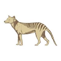 plantilla de diseño de ilustración de tigre de tasmania vector