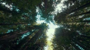 las nubes de lapso de tiempo viajan sobre árboles gigantes de madera roja en un bosque humboldt. video