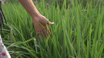Woman walking touching long grass in field on summer evening. Woman hand touching green grass in fields. Slow Motion. video