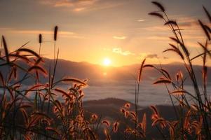 amanecer brillando sobre la montaña con niebla y luz en el borde de la flor de la hierba foto