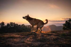 Domestic dog enjoying on hill at sunset photo