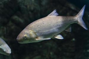 peces de río gris nadan en el agua de un gran acuario. de cerca. mundo submarino. foto