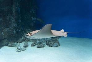 A stingray floating underwater in the sun, side view. Close-up. photo