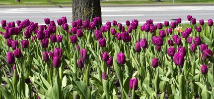 hermosos tulipanes morados brillantes florecieron en el lecho de flores foto