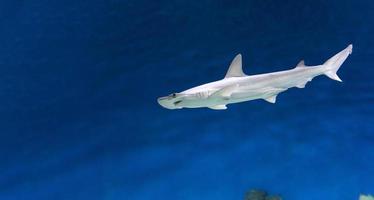vista lateral submarina de tiburón martillo. de cerca. mundo submarino. foto