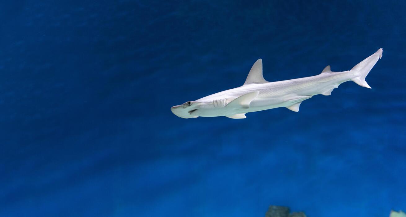Hammerhead Shark Stock Photos, Images and Backgrounds for Free Download