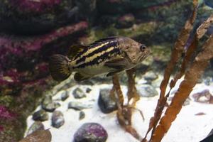 Golden ruff. A large striped fish swims in the water of the aquarium. Close-up. Underwater world. photo