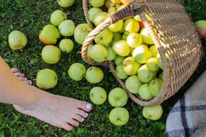 Ripe green apples in a wicker basket on a checkered bedspread top view photo
