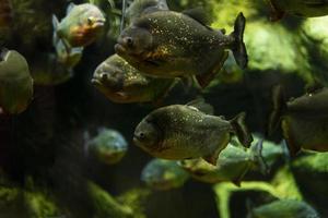 Piranhas. A large striped blue fish swims in the water of the aquarium. Close-up. Underwater world. photo