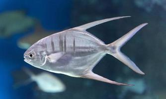 Big trachinot. Beautiful sea fish in the aquarium. Close-up. Underwater life. photo