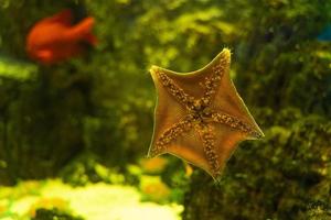 estrella de mar en el cristal. estrellas de mar en el agua del acuario. de cerca. mundo submarino. foto