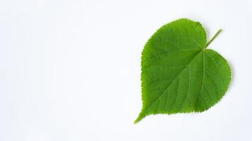 a linden leaf isolated on a white background with space for your text. Green leaves. photo