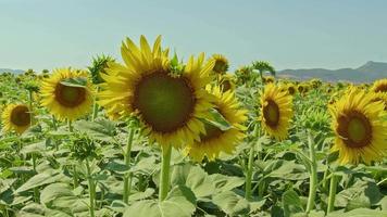 vista campo di girasoli video