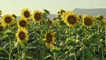 vista campo di girasoli video