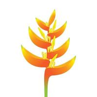 aislado de flor de naranja canna vector