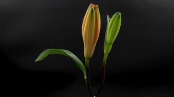 Zeitraffer von orangefarbenen Lilly-Blumen, die auf schwarzem Hintergrund in 4k blühen video