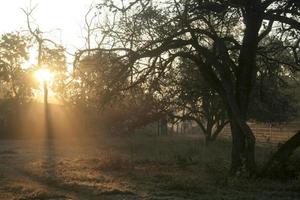 rayos de sol dorados en el bosque foto