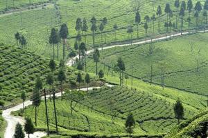 Road through Tea Garden photo