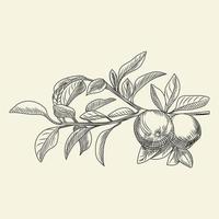 Hand drawn pear vector illustration. Engraving vintage style.