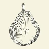 Hand drawn ripe pear isolated on background. Engraving vintage style. vector