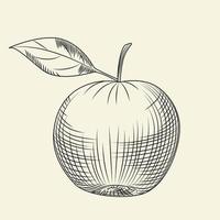 manzana dibujada a mano aislada en el fondo. grabado de estilo vintage. vector