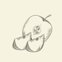 Hand drawn apple. Ripe sliced apples isolated on background. vector