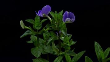 Time lapse of Blue Hawaii flowers on dark background video