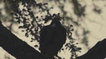 el cuervo se sienta en el tronco de un árbol grande en cámara lenta video