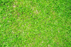 Green grass texture for background. Green lawn pattern and texture background. photo