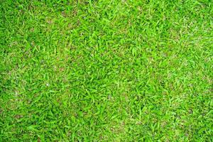 Green grass texture for background. Green lawn pattern and texture background. photo