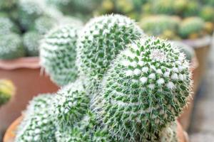 Beautiful cactus in garden. Widely cultivated as an ornamental plant. photo