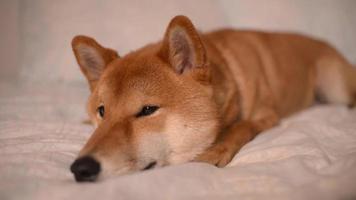 schläfriger hund shiba inu japanisches gelb, das auf einem bett liegt