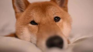 slaperige hond shiba inu japans geel liggend op een bed video