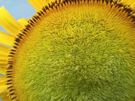 very beautiful sunflower portrait photo