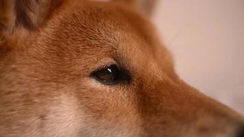 schläfriger hund shiba inu japanisches gelb, das auf einem bett liegt video