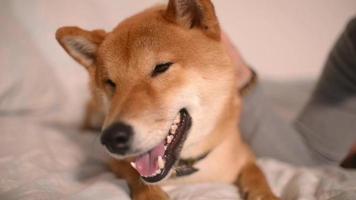 A Man pets his Red Japanese Shiba Inu Dog lying on a Bed video