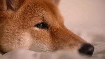 perro somnoliento shiba inu japonés amarillo acostado en una cama video