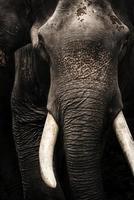 cabeza de elefante asiático marfil blanco, colmillo aislado sobre fondo negro foto