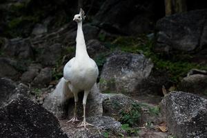 cabeza de pavo real blanco sobre fondo de roca gris en el zoológico de Tailandia foto