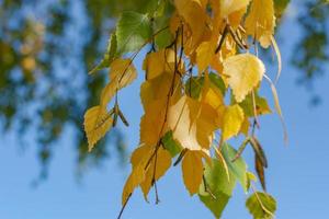Autumn, yellow leaves on a birch branch. The theme of the seasons of the year. photo