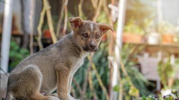 Cute little puppy on a leash in a rural area photo