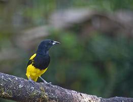 oropéndola de capucha negra foto