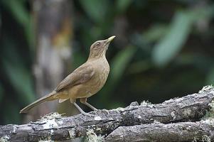 Clay Colored Robin photo