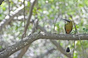 Turquoise Browed Momot photo